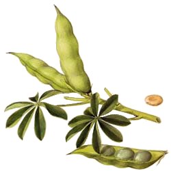 RAEMIL Lupino Opercoli 
