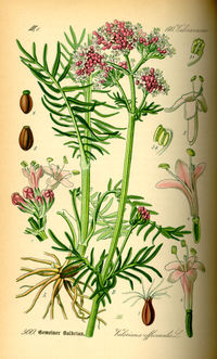 RAEMIL Valeriana Officinalis Opercoli
