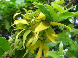 KNEIPP Balsamo Doccia YLANG-YLANG KNEIPP Balsamo Doccia YLANG-YLANG